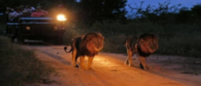 Masai Mara National Reserve and Evening Game Viewing Safari
